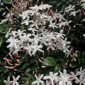 Meet your Posher, Rianna